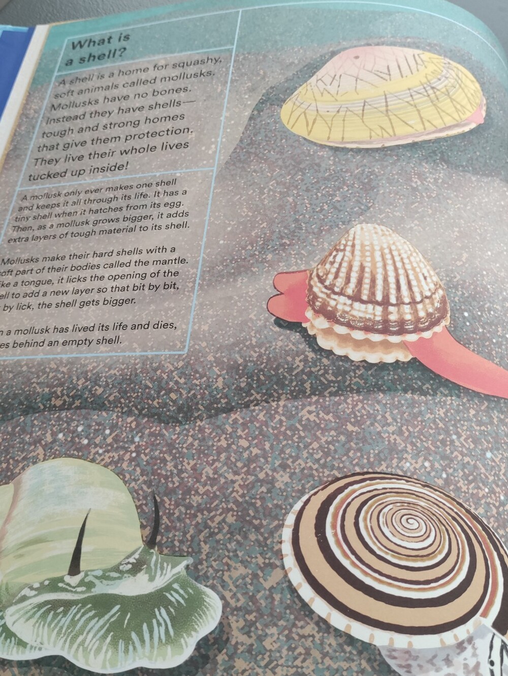 What a Shell Can Tell - Picture 15 of 16